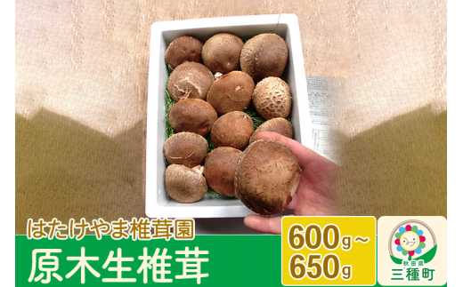 yHcO풬zHcY ؐői600`650gj_sgp Yn