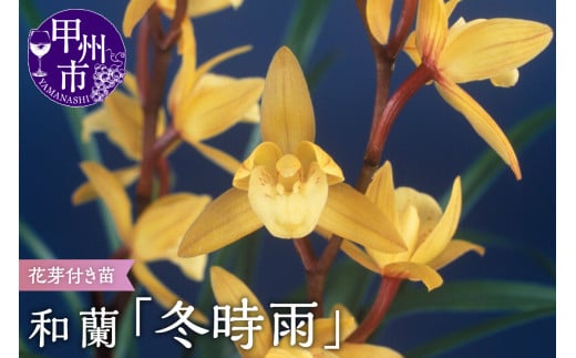 緑花大輪品種 和蘭 「春一番」 花芽～開花株 ４号陶器鉢付 B2-1111 - 山梨県甲州市｜ふるさとチョイス - ふるさと納税サイト