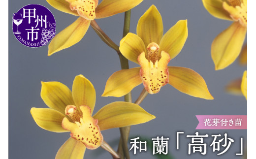 緑花大輪品種 和蘭 「春一番」 花芽～開花株 ４号陶器鉢付 B2-1111 - 山梨県甲州市｜ふるさとチョイス - ふるさと納税サイト