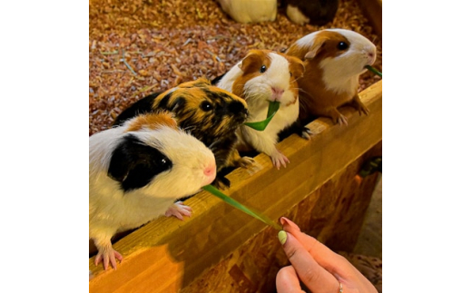 伊豆シャボテン動物公園ペア入園引換券(エサあげチケット&グッズ