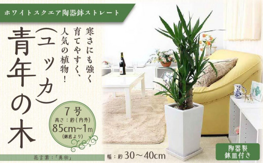 【観葉植物】パキラ 7号 ホワイトスクエア陶器鉢 ストレート 高さ:約