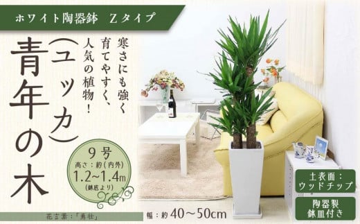 観葉植物】青年の木（ユッカ） 8号 ストライプバスケット鉢カバー 土の