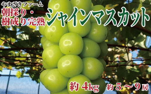 [No.5657-3853]【先行予約】大人気！長野県産シャインマスカット  朝採り・樹成り完熟で新鮮いっぱい！約4kg（約5～9房）《やまざきファーム》■2024年発送■■※9月中旬頃～11月上旬頃まで順次発送予定