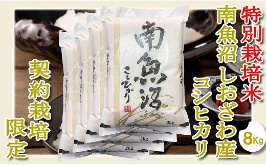 【新潟県南魚沼市】【令和7年産】【精米8Kg】特別栽培 生産者限定  南魚沼しおざわ産コシヒカリ【2025年10月上旬より順次発送予定】