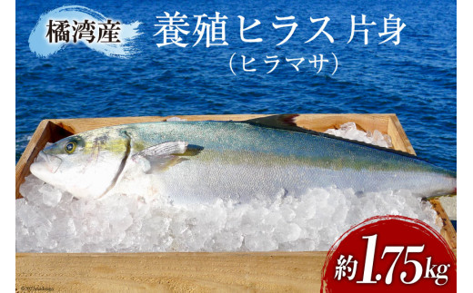 橘湾産養殖 ヒラス (ヒラマサ)　片身約1.75kg / 荒木鮮魚店 / 長崎県 雲仙市 [item0403]