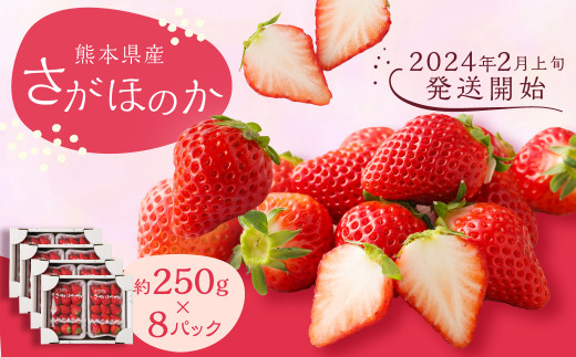 【2024年2月上旬発送開始】熊本県産 さがほのか 約2kg いちご 苺 イチゴ