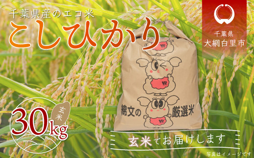 【新米】令和6年産 千葉県産「ふさこがね」玄米20kg（20kg×1袋） お米 20kg 千葉県産 大網白里市 ふさこがね 米 玄米 こめ 送料無料  - 千葉県大網白里市｜ふるさとチョイス - ふるさと納税サイト