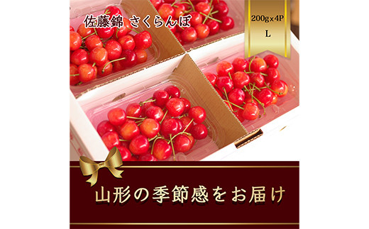 さくらんぼ【佐藤錦】 北海道のさくらんぼ 佐藤錦800g 7月上旬―7月下旬お届け
