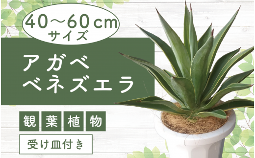 観葉植物】アガベ・ベネズエラ40cm～60cm(Green Base/015-1358) 南国鹿児島県で育った 観葉植物！植物 鉢付 インテリア 室内  オフィス おしゃれ プレゼント ギフト 開店祝い 移転祝い マイナスイオン【配送不可地域：北海道・沖縄県・離島】 - 鹿児島県指宿市｜ふるさと ...