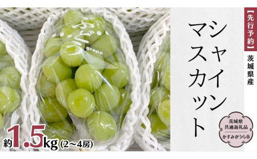 【 先行予約 】 茨城県産 シャインマスカット 約1.5kg（2～4房）(茨城県共通返礼品 かすみがうら市) (2025年9月中旬発送開始)  久保田果樹園 産地直送 フルーツ 甘い 直送 茨城 限定 ギフト ぶどう シャインマスカット 果物 [DH009sa] - 茨城県桜川市｜ふるさと  ...