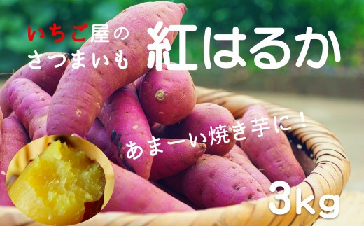 いちご屋のさつまいも「紅はるか」（3kg） - 大分県臼杵市｜ふるさと