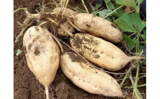 y{茧юszy󏭕izюsY܂uނv3.5kgi܂ Tc}C    {茧j