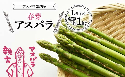 y͎szss\tAXpȅtAXp LTCY v1kg F23R-614