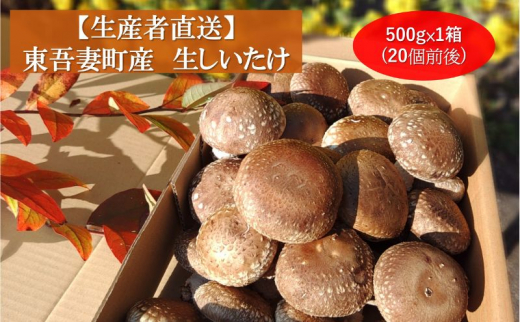 №5819-0363]生椎茸約500g×1箱(20個前後) 野菜 きのこ 群馬県産 東吾妻町産 国産 - 群馬県東吾妻町｜ふるさとチョイス -  ふるさと納税サイト