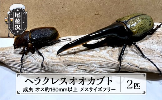 尾花沢市産 昆虫の王様 ヘラクレスオオカブト カブトムシ オス メス ペア 成虫 2匹 約160mm kb-blhap160 -  山形県尾花沢市｜ふるさとチョイス - ふるさと納税サイト