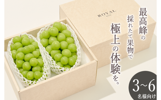 山梨県笛吹市シャイン　箱込1k ×3 クール便 8/31発送　　はる24 山梨県笛吹市産シャインマスカット 贈答用3房1k wa.x.ys0301