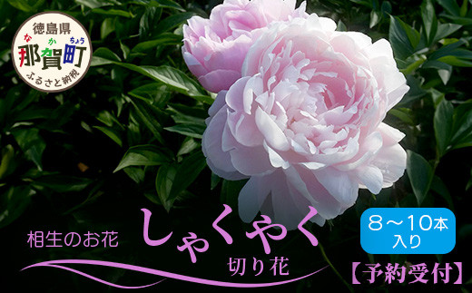 予約受付】[4月下旬～5月発送] 那賀町産 しゃくやく 8本～10本【相生の花】生花 お花 花束 生け花 華道【生産者直送】シャクヤク 芍薬  プレゼント 贈り物 フラワーアレンジメント インテリア ドライフラワー 切り花 切花 MN-3 - 徳島県那賀町｜ふるさとチョイス ...