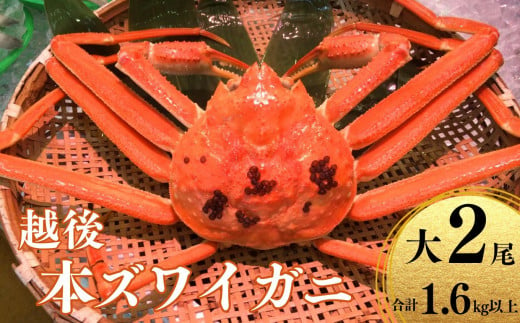 期間限定〉越後 本ズワイガニ 800g×2杯 計1.6㎏ 姿 糸魚川産 浜茹で 鮮度が命！茹でたて直送 日本海 磯貝鮮魚店 ずわいがに かに 蟹  高級ガニ 新潟 新鮮 特大 ボイル 茹でガニ カニ かに 新潟県 糸魚川市 - 新潟県糸魚川市｜ふるさとチョイス - ふるさと納税サイト