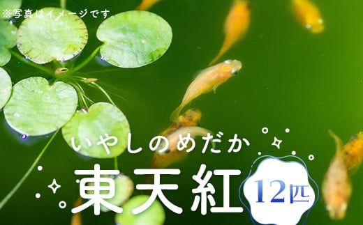 いやしのめだか 【東天紅】 10匹プラス2匹（保証分） ＜4月1日～10月31