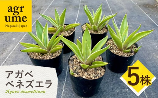 Agave desmettiana アガベ ベネズエラ 5株 長与町 / アグリューム [EAI109] 植物 観葉植物 インテリア 苗