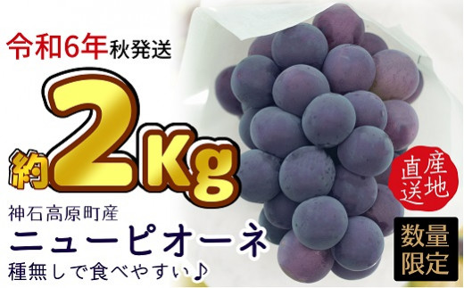 神石高原町産】令和6年産ニューピオーネ約２ｋｇセット【数量限定先行予約】※寄付金の使い道を選択メニューにて「ｎ ｉ ｎ ａ 神 石 高  原」を選択してください。 - 広島県神石高原町｜ふるさとチョイス - ふるさと納税サイト