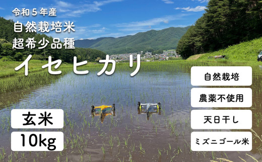 令和5年産 自然栽培(農薬・肥料不使用、天日干し)イセヒカリ 10kg 玄米 - 長野県塩尻市｜ふるさとチョイス - ふるさと納税サイト