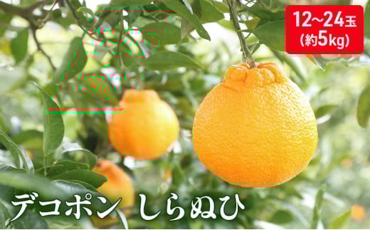 y쌧쒬z[5911-0208]ʂЁ@5kg fR| ʕ k ݂ t[c