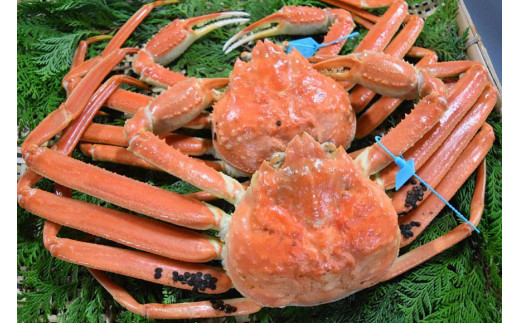 ふるさと納税 金沢港より直送！ボイル香箱ガニ3杯セット 2024年発送 金沢 石川 セイコガニ・せいこがに・セコガニ・セイ.. 石川県金沢市 ふるさと納税 海から直接、あなたの食卓へ。 新鮮さが自慢の香箱ガニ