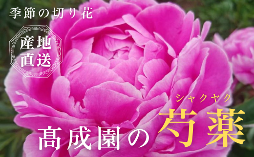 高成園 季節の切り花 シャクヤク【2024年4月中旬以降配送】芍薬 ピオニー 産地直送 切花 生花 フラワー [0157] -  埼玉県杉戸町｜ふるさとチョイス - ふるさと納税サイト