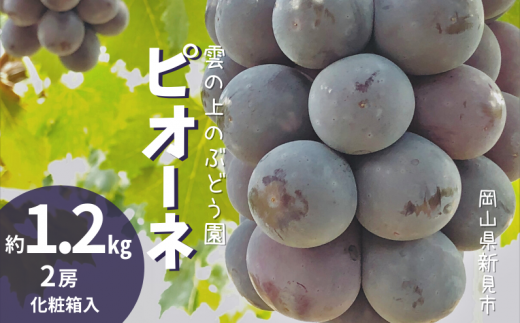 雲の上のぶどう園 ピオーネ 約1.2kg 2房 【先行予約 2024年9月中旬から順次発送】 - 岡山県新見市｜ふるさとチョイス - ふるさと納税サイト