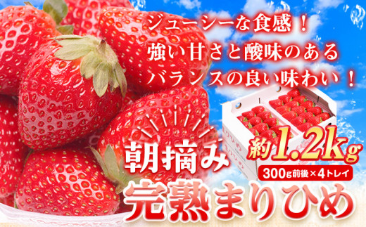 朝摘み 完熟 まりひめ 約600g 【 和歌山 ブランド 苺 まりひめ