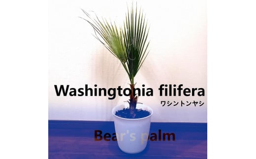 ワシントンヤシ Washingtonia filifera_栃木県大田原市生産品_Bear's palm - 栃木県大田原市｜ふるさとチョイス -  ふるさと納税サイト