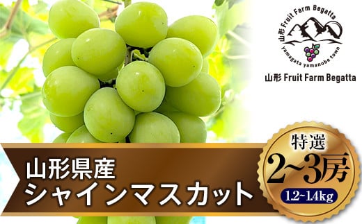 先行予約》2024年 山形県山辺町産 特選シャインマスカット 2～3房