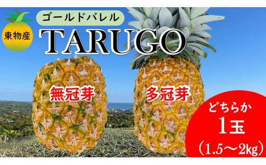 沖縄県東村産パイン】東物産「TARUGO」約2kg（1玉）無冠芽or多冠芽 2024年発送 - 沖縄県東村｜ふるさとチョイス - ふるさと納税サイト