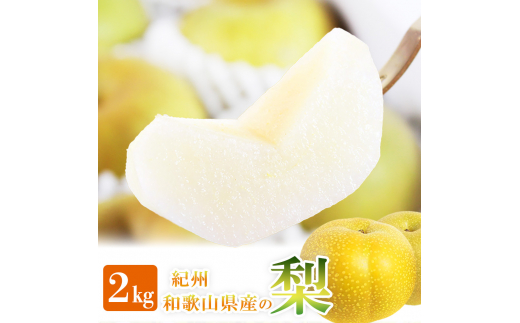 ya̎RkRzIBa̎RY̗ 2kg ϔ 2026N8{?2026N9{ɏ tws  Ȃ iV ʕ  t[c Âyuot788z