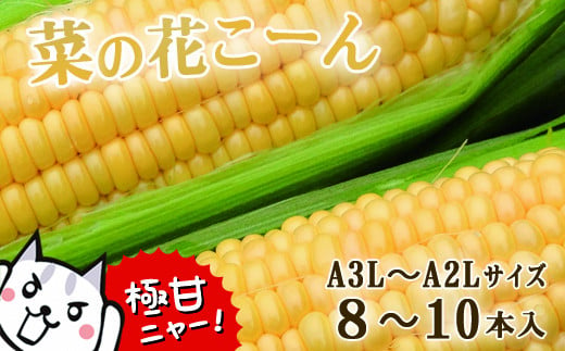 朝採れ とうもろこし「菜の花こーん」8～10本 A3L～A2Lサイズ 高糖度 濃厚 生食 農家直送 朝 もぎたて トウモロコシ 岩手県 一関市