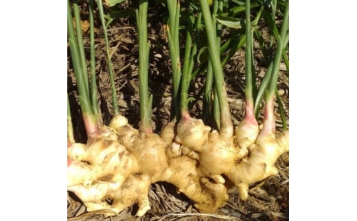 yɐ咬zʌ ͔|Ԓ_sgp V ɐ咬Y VI 傤 8kg R鑾y1463324z