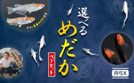 配送不可地域あり】めだか ペアセット 月弓X 《30日以内に出荷予定(土日祝除く)》喜来めだか 徳島県 美馬市 めだか 生き物 旧喜来小学校 改良めだか専門店  鑑賞用 - 徳島県美馬市｜ふるさとチョイス - ふるさと納税サイト