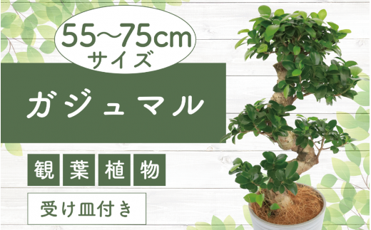 1月上旬～発送【観葉植物】ガジュマル曲り 昇り龍55cm～75cm