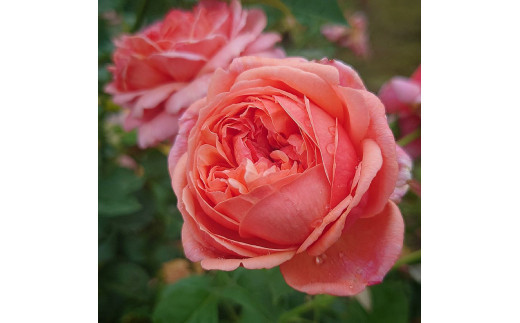 yʌє\szyApple RoseszocwpEEN[xc6|bgA[52210780]