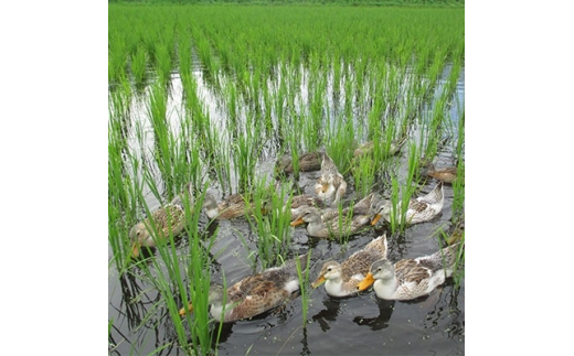 y쌧Rzʍ͔|āu~L[NC[v 5kgy1023916z