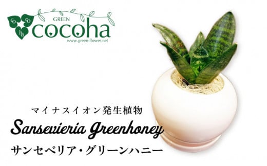 マイナスイオン発生植物『 サンセベリア ・ グリーンハニー 』 糸島市 / cocoha [AWB033] 観葉植物 インテリア グリーン 室内 -  福岡県糸島市｜ふるさとチョイス - ふるさと納税サイト