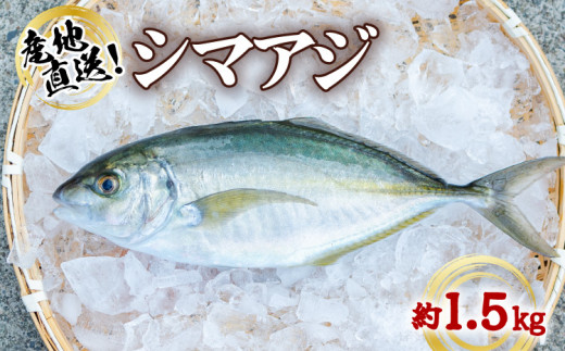 シマアジ 約1.5kg 1尾 しまあじ 縞鯵 高級魚 鮮魚 産地直送 冷蔵 養殖 国産 数量限定 徳島県海陽町｜ふるさとチョイス  ふるさと納税サイト