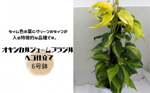 オキシカルジューム ブラジル ヘゴ仕立て ６号鉢 - 茨城県常総市｜ふるさとチョイス - ふるさと納税サイト