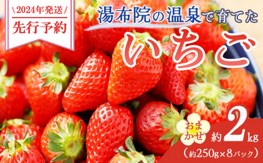 2024年発送】湯布院の温泉で育てた いちご おまかせ約1kg（約250g×4