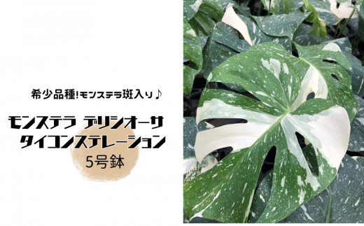 モンステラ デリシオーサ タイコンステレーション 5号鉢 - 茨城県常総市｜ふるさとチョイス - ふるさと納税サイト