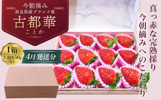 （冷蔵）【令和 6年 4月発送分】 古都華 450g×１箱 高級 化粧箱入り