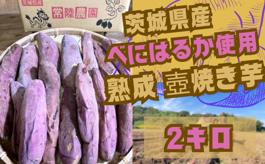 茨城県産 熟成 壺焼き芋 ２kg 冷凍配送【国産さつまいも 芋 べにはるか