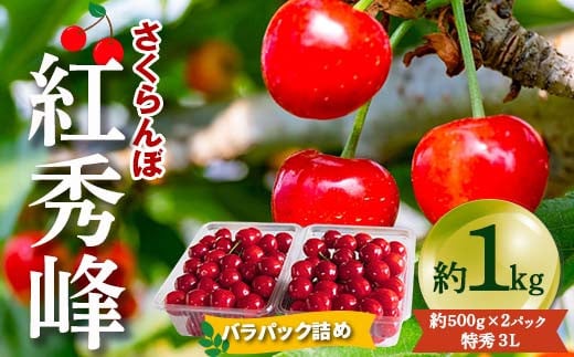 【令和7年産先行予約】 さくらんぼ 「紅秀峰」 約1kg (約500g×2パック 特秀 3L) バラパック詰め 《令和7年6月下旬～発送》  『松田観光果樹園』 サクランボ 果物 フルーツ 産地直送 生産農家直送 山形県 南陽市 [2000] - 山形県