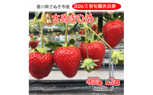 【2月以降発送】いちご 美味いちご園「さぬきひめ」さぬきひめ 400g 化粧箱 × 2箱 果物 フルーツ 【 苺 ジャム いちごヨーグルト  いちごスムージー 朝食 香川県 讃岐 ふるさとチョイス 】